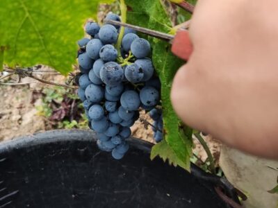 Winobranie 2026 Francja